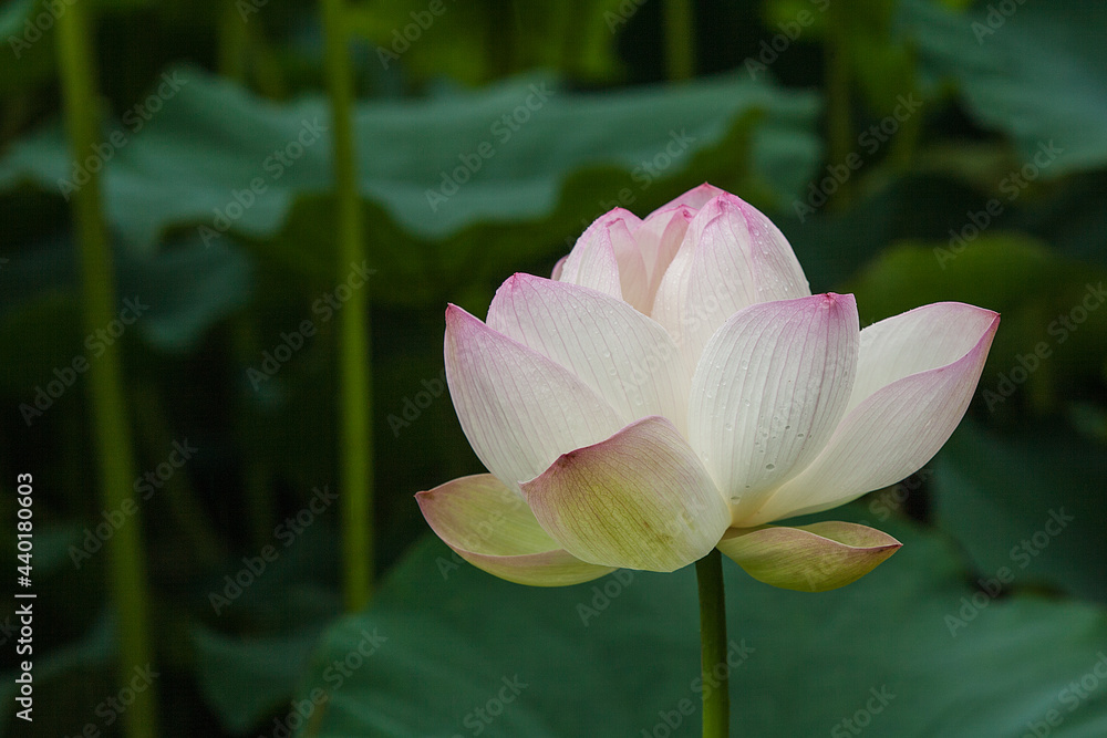 Obraz premium 蓮の花