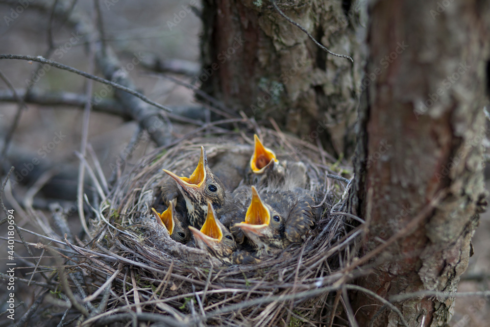 Little thrush chicks with open beaks sit in a nest in the forest. Little thrush chicks with open beaks sit in a nest in the forest.