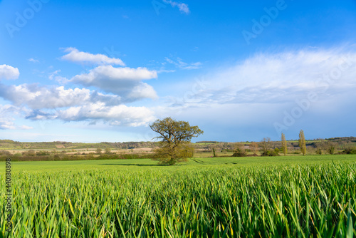 Beautiful green meadow landscape. Fresh spring season in England 