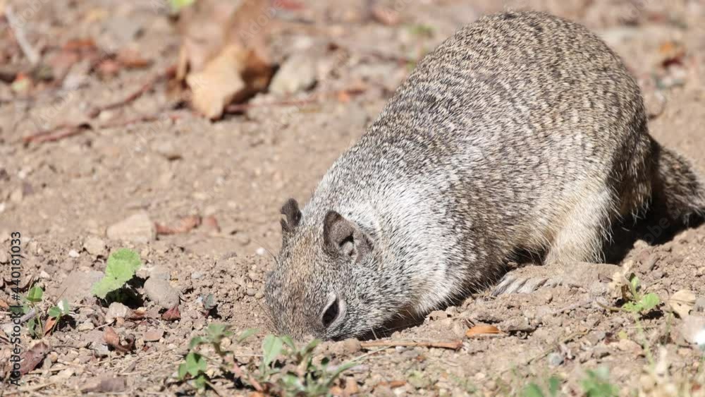 Squirrel turns around to poop in hole in dirt Squirrel turns around to poop in hole in dirt
