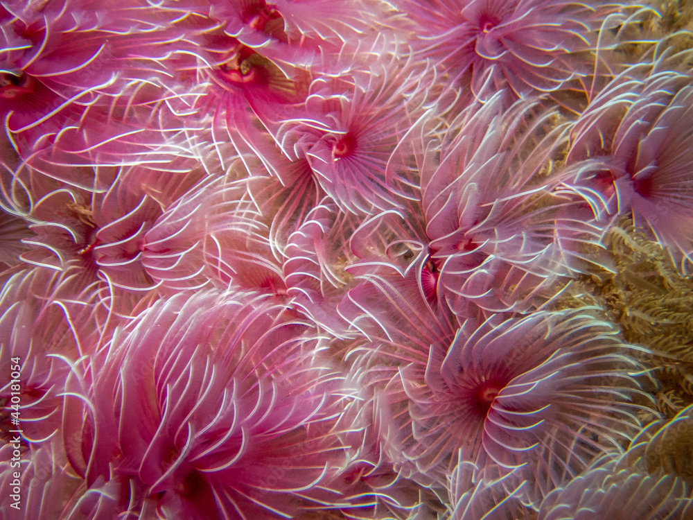 Pink tube worms
