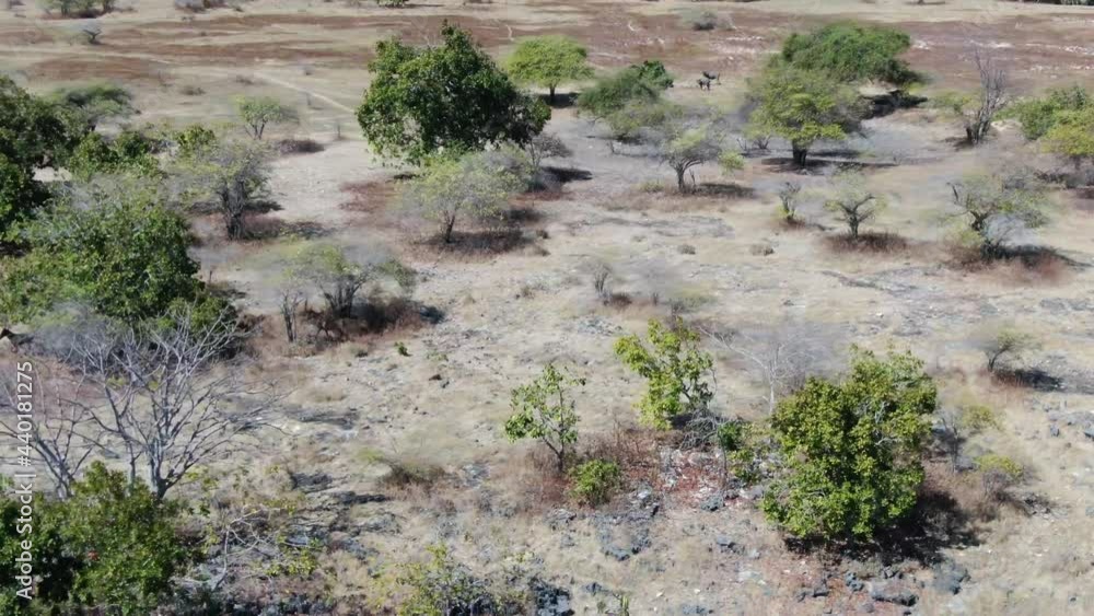 Drone Shot of Horse on Purukambera Drone Shot of Horse on Purukambera