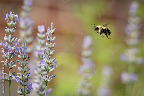An in focus bee in flight © Michael