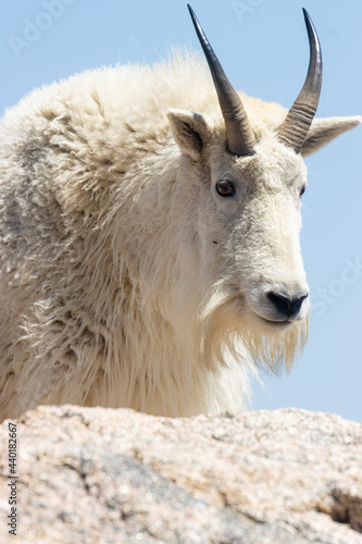 Mountain Goats on the Summit © swkrullimaging