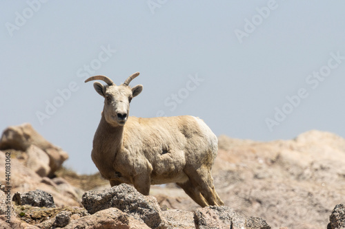 Bighorn Sheep on Mount Evans