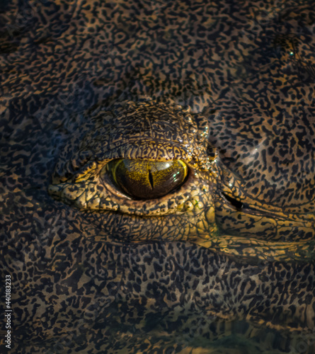 ojo de cocodrilo en estado salvaje photo