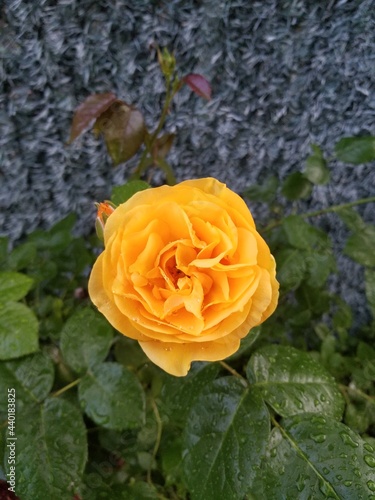 yellow rose in the garden