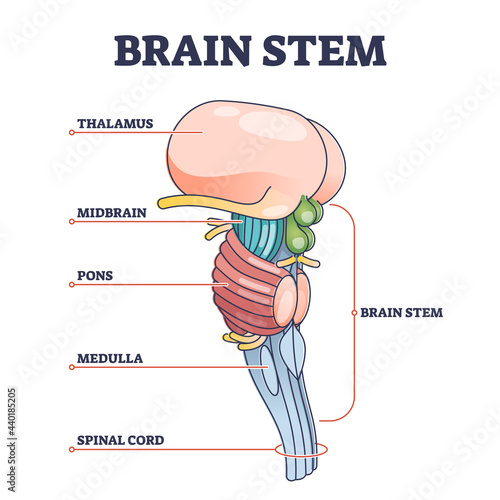 Brain stem parts anatomical model in educational labeled outline diagram. Biological sections location with titles scheme vector illustration. Thalamus, midbrain, pons, medulla and spinal cord graph.