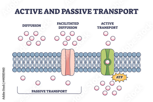 Active and passive transport as molecules ATP movement in outline diagram. Labeled educational scheme with closeup cellular model vector illustration. Facilitated diffusion compared process example.
