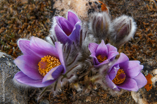 фотографія Few purple Pulsatilla vulgaris the pasqueflower bloom in the wild in April, soft