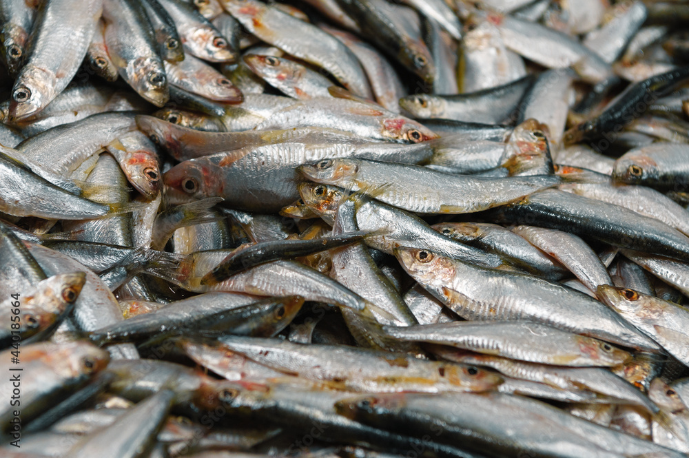 A large pile of sprat. Sprat is scattered over the surface. A large pile of sprat. Sprat is scattered over the surface.