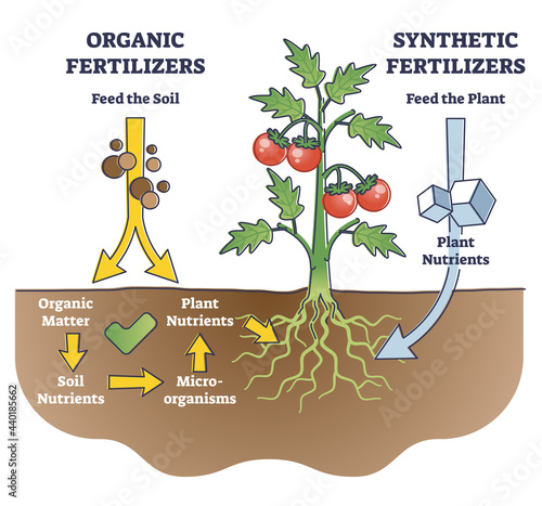 Organic and synthetic fertilizers with explained differences outline diagram. Plant nutrition supplement comparison from bio solution to chemical vector illustration. Green gardening vs mineral usage.