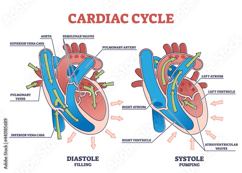 Cardiac cycle with heart diastole and systole process labeled outline diagram. Scheme with educational filling and pumping phases vector illustration. Anatomical explanation with blood flow arrows.