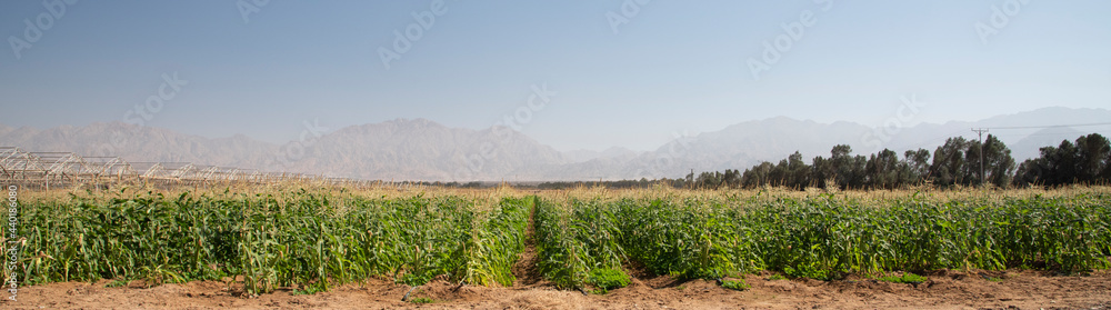 Panorama View of corn Plantation Maize agriculture, Green landscaping with copy space. High quality photo