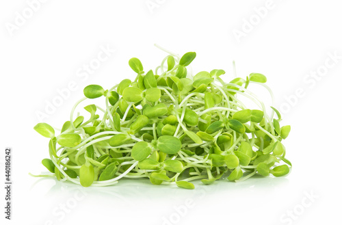 Sunflower sprout isolated on white background