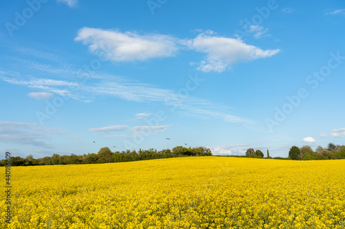 Blooming Rapeseed field on sunny day. UK landscape in spring season