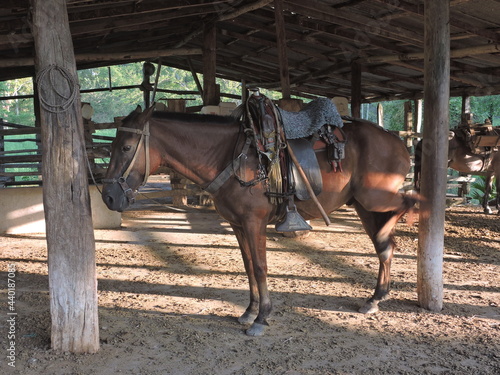 horse in the stable