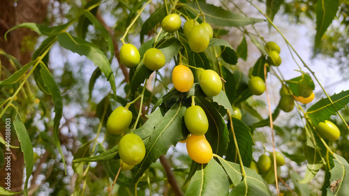 Tableau sur toile Ripping fruits of Azadirachta indica (Neem) tree on the branch