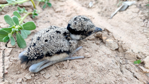 New born baby bird of red wattled lapwing  Vanellus indicus    close up view