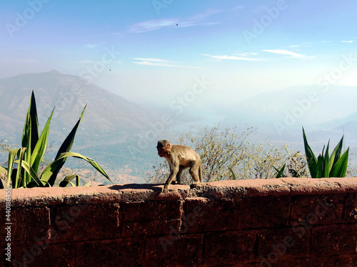 Closeup shot of a monkey with Lonavala Mountain range in Mumbai in India in the background photo