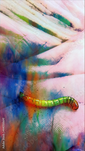 Vertical closeup shot of a red flat bark beetle larva on a colorful background photo