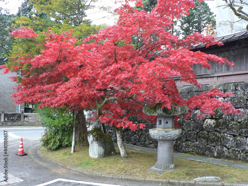 Beautiful view of the Japanese Bloodgood tree in the street photo