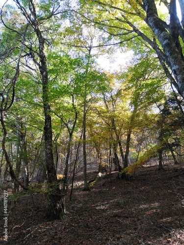 Mount Fuji Aokigahara