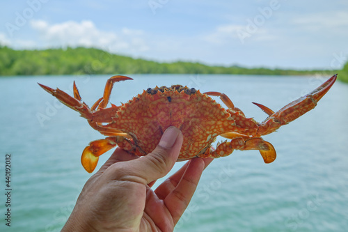 Close-up photo of a fresh sea crab in the hand of a person holding it, a food marine animal. Lives in mangrove forests with a rich ecosystem of tropical wetland environments. photo