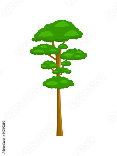 Sequoia. Isolated tree on white background, vector illustration