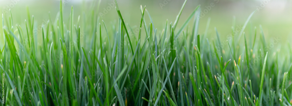 Obraz premium green grass in the morning