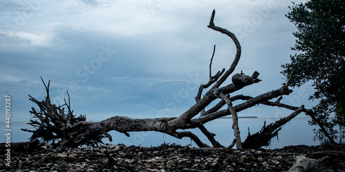 Closeup of an uprooted tree at a shore under a cloudy sky photo