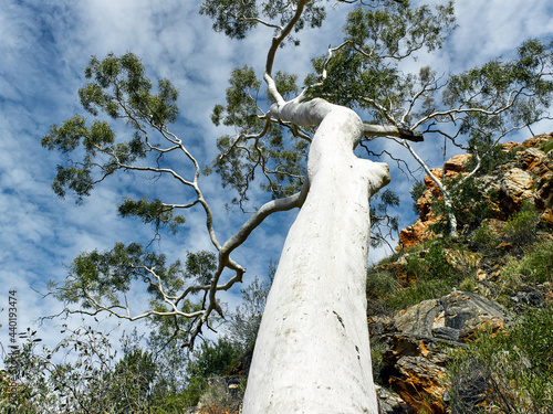 ghost gum in the West MacDonnell ranges photo