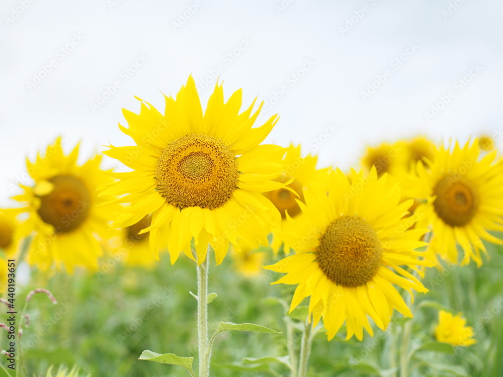 Fototapeta premium field of sunflowers