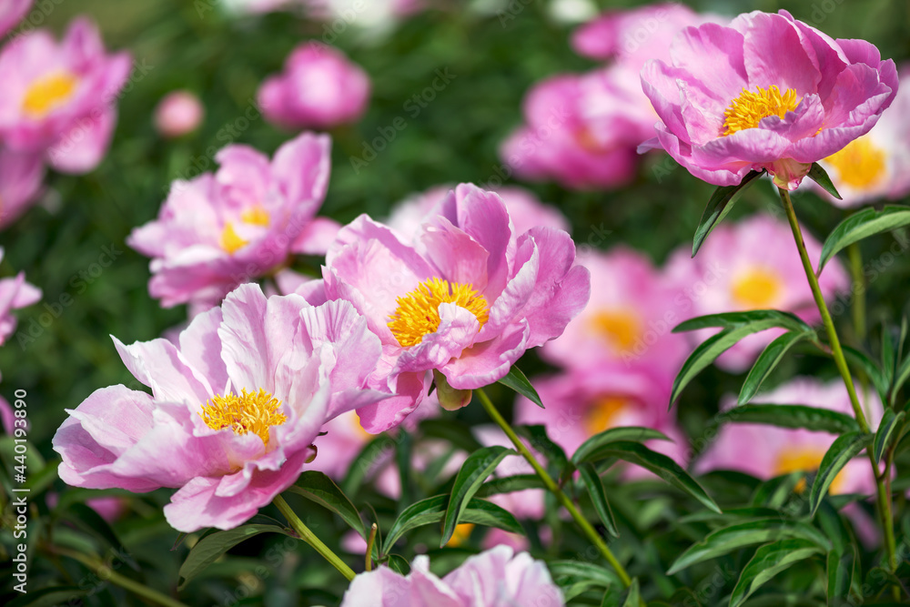 Herbaceous peonies Lake of Silver. Carmine pink double flowers with silvery tips. Herbaceous peonies Lake of Silver. Carmine pink double flowers with silvery tips.