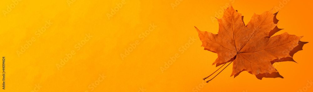 Autumn Maple Leaf on Yellow Background. Fall Time Season Concept Wallpaper. Autumn Maple Leaf on Yellow Background. Fall Time Season Concept Wallpaper.
