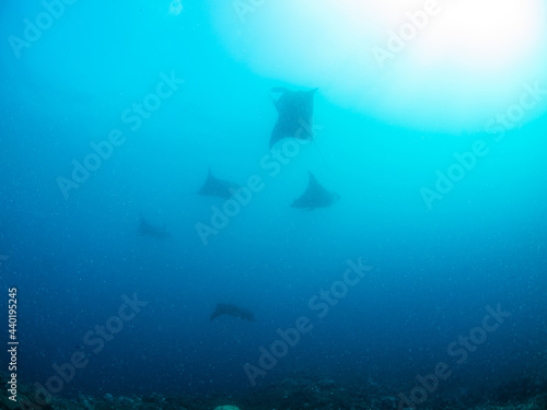 Silhouette of Reef manta rays (Noumea, New Caledonia)