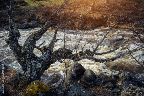 Fototapeta Naklejka Na Ścianę i Meble -  Old leafless tree, covered with lichen, leaned low over stormy mountain river. Dying birch on the rocky bank of a rushing stream. Wild natural background.