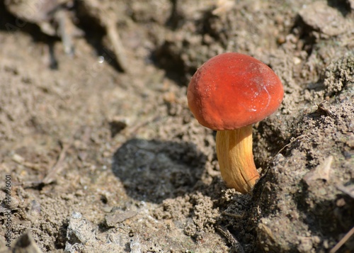 mushroom in the forest