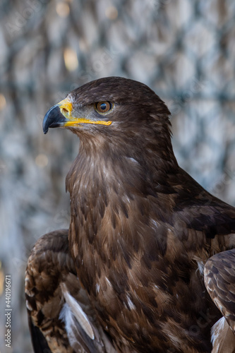 A golden eagle  Aquila chrysaetos  very close up showing off golden feathers  yellow eyes  and beak.
