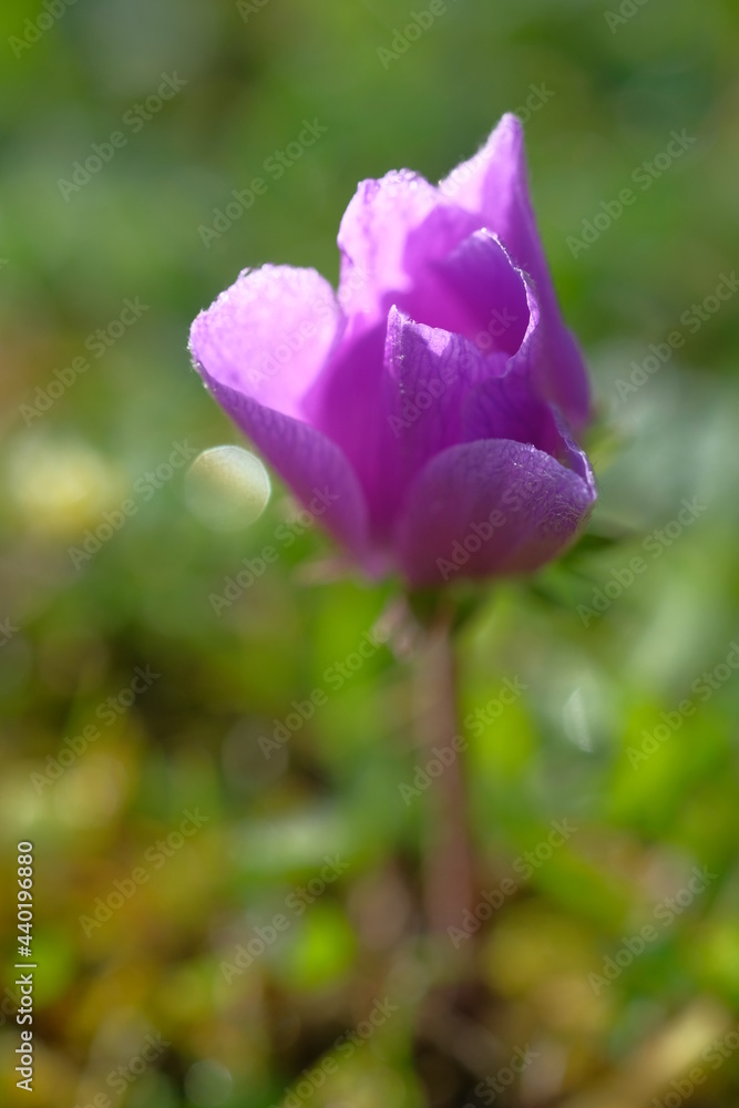 Purple anemones in the light of the sun Purple anemones in the light of the sun
