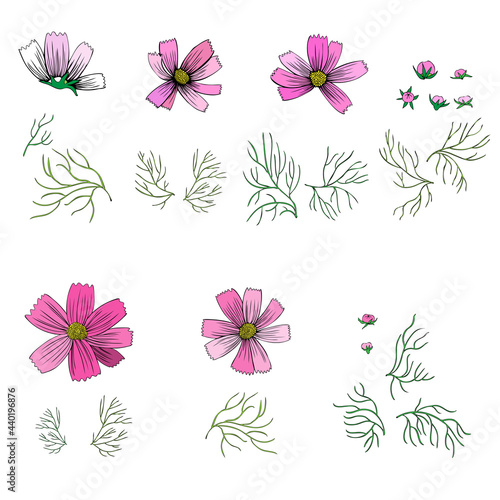 Decorative botanical colorful set Kosmos flower, leaves, bud, Kosmeya hand drawn colorful illustration, wild flower astra, floral design for greeting card, wedding invitation, cosmetic packaging