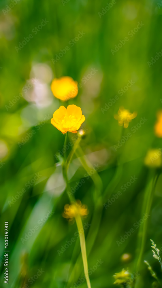 Fototapeta premium Macro