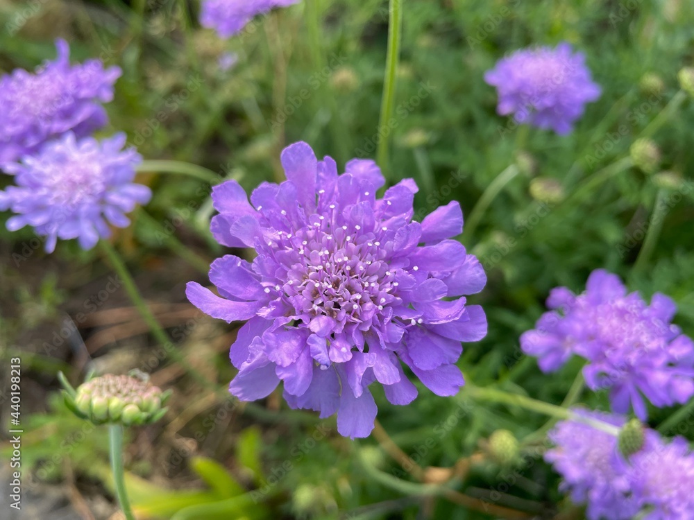 Obraz premium Blume