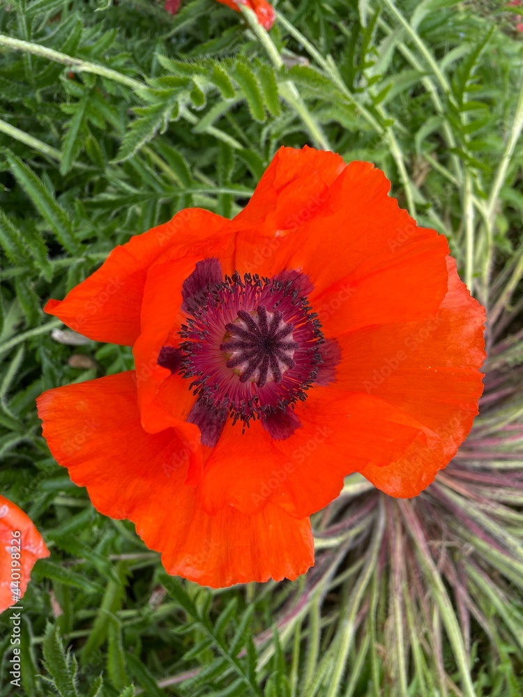 Fototapeta premium Mohnblume