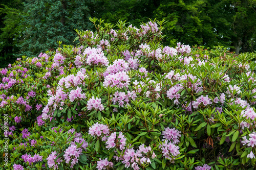 Rhododendron