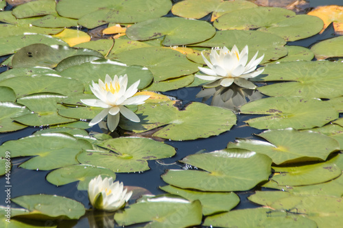 flor de loto flotando en estanque japones