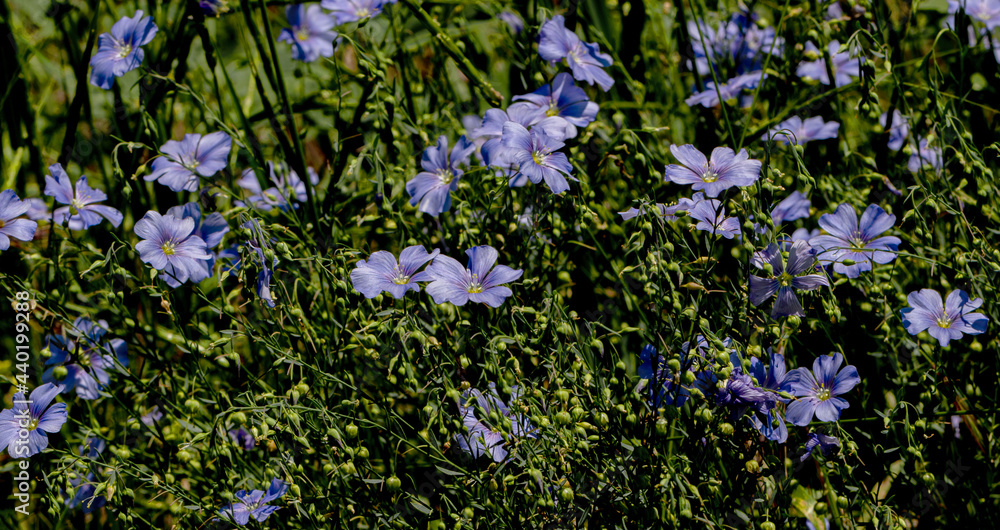 Bright delicate blue flower of decorative flax flower and its shoot on grassy background. Creative processing Flax flowers. Agricultural field of industrial flax in stage of active flowering in summer Bright delicate blue flower of decorative flax flower and its shoot on grassy background. Creative processing Flax flowers. Agricultural field of industrial flax in stage of active flowering in summer