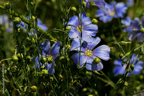 Bright delicate blue flower of decorative flax flower and its shoot on grassy background. Creative processing Flax flowers. Agricultural field of industrial flax in stage of active flowering in summer