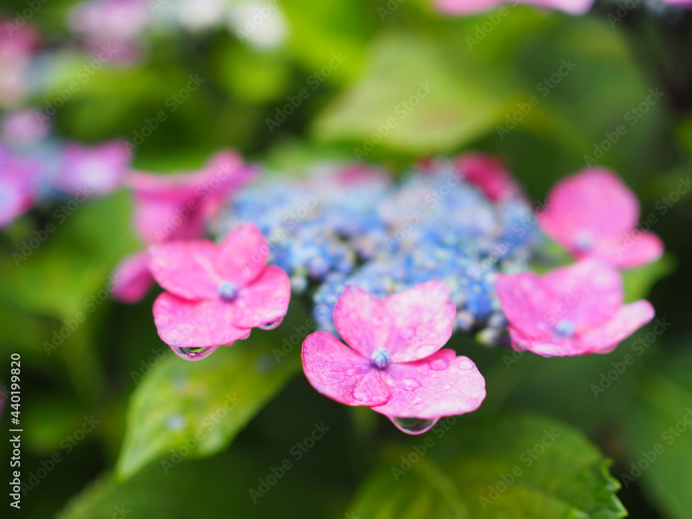 Obraz premium Hydrangea flowers