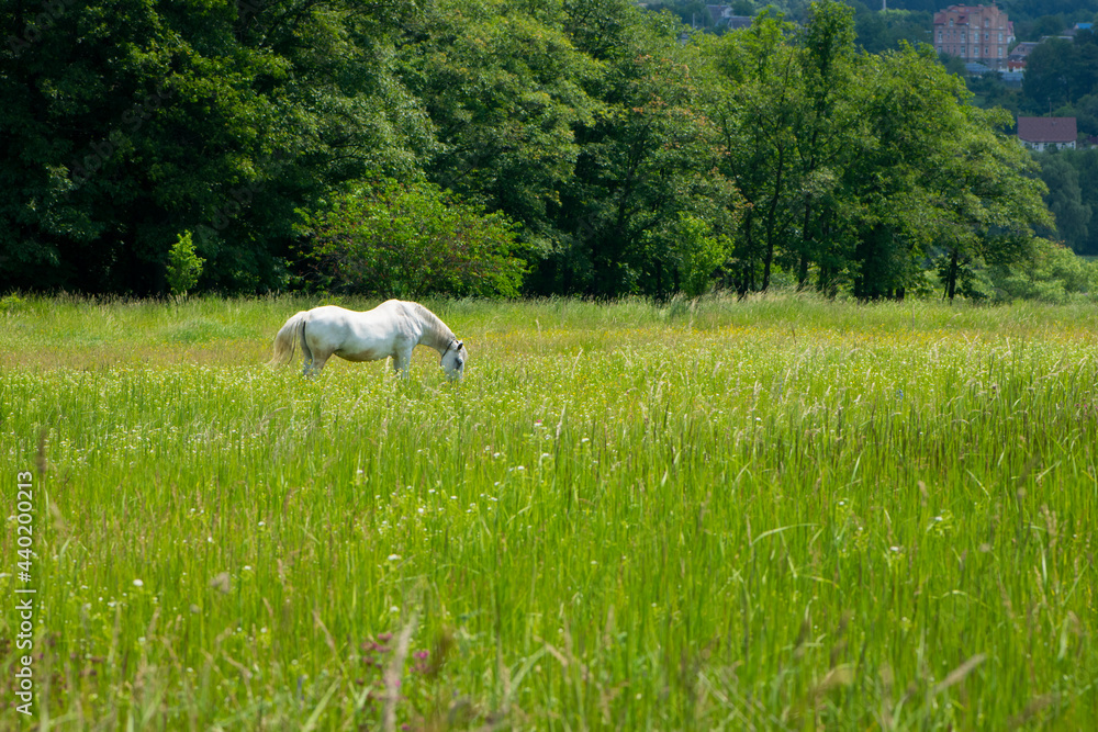 Fototapeta premium beautiful white horse on green grass in the field. Arabian horse, white horse stands in an agriculture field with juicy grass in sunny weather. strong, hardy and fast animal. grazing in the meadow
